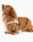 Anti-Pulling Harness