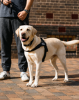Anti-Pulling Harness