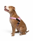 Anti-Pulling Harness