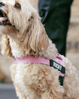 Anti-Pulling Harness