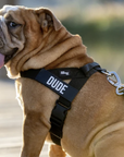 Anti-Pulling Harness