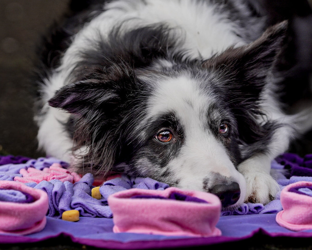 Lavender Dreams Snuffle Mat