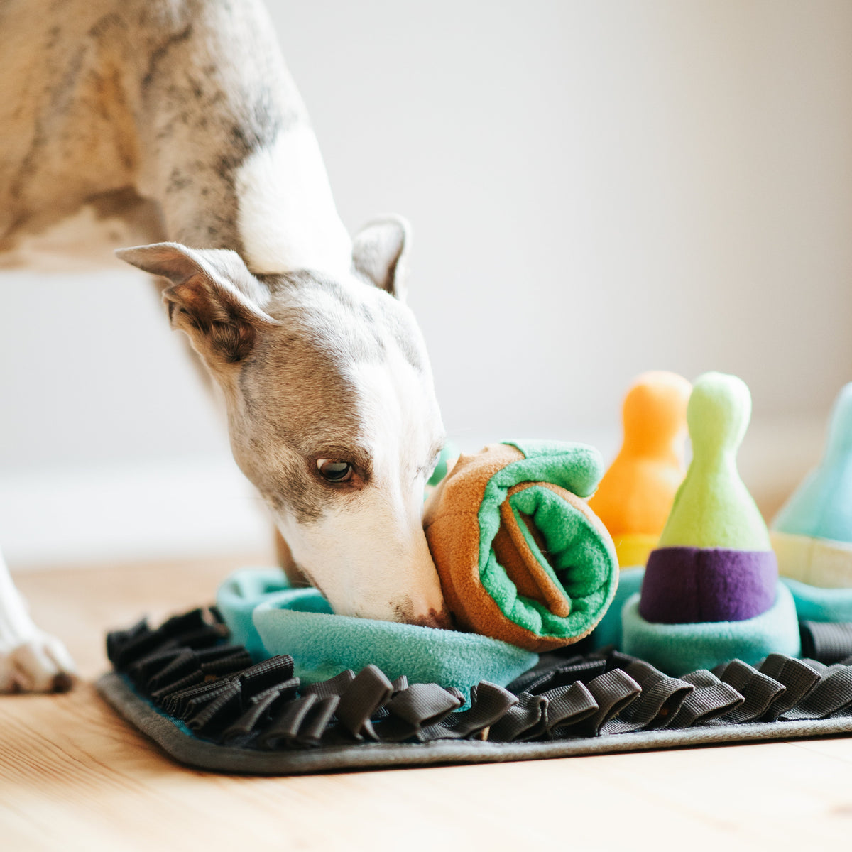 Pawlympics Training Mat