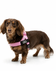 Anti-Pulling Harness